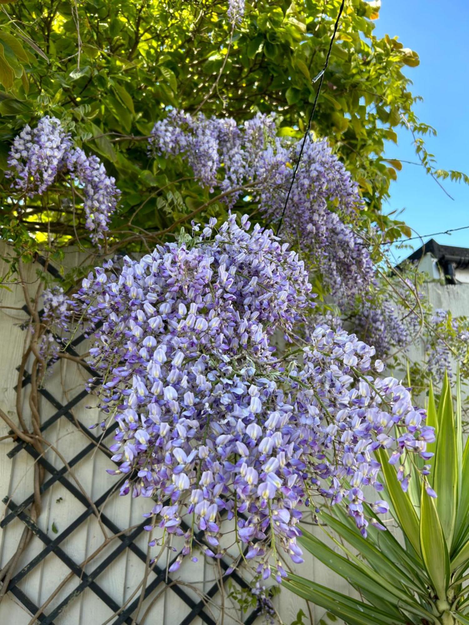 Sea Song Cottage Broadstairs Dış mekan fotoğraf